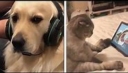 Cats 🐱 and Dogs 🐶 reaction when they use computer and phones -pets 2020