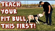 Teach Your Pit bull this first! (obedience Training)