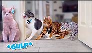 Fake Pillow Cat Prank On Cats COMPILATION (Original Video)