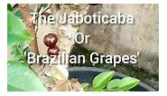 Mariya Gardens - Jaboticaba - 'A Tree bearing grape...