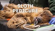 Sloth Pedicure | World of Animals
