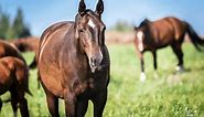 7 Different Types Of Horses - Descriptions and Popular Breeds