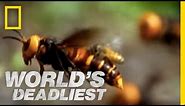 Beware the Giant Hornets | World's Deadliest