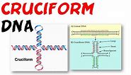 DNA structure | Cruciform DNA