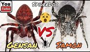 GENSAN vs SAMON. Ang Matikas na Gagambang Pula Laban sa Itiman. Spider Fight.