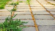 How to Stop Weeds Growing Between Pavers |   How to Remove Them! - EnviroMom
