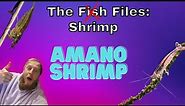 Amano shrimp: EVERYTHING you need to know! Complete care guide.