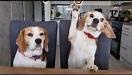 These Are Two Types Of Beagles: The Funniest Beagle Moment Ever