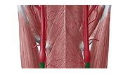 Common carotid artery