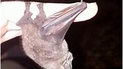 RAW VIDEO: Bat's Amazing! Scientists Unravelling The Evolutionary Secrets Behind Vampires' Bites 3/7