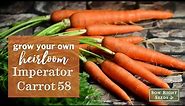 Sow Right Seeds | Grow Imperator 58 Carrots from Seed