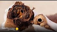 Cat Mummies Were a Big Thing in Ancient Egypt 🐈‍⬛ | Smithsonian Channel