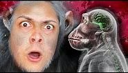 how monkeys became SMARTER than HUMANS (Plague Inc Evolved)