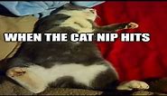 Hilarious Cat Memes for Feline Fanatics (PART 9)
