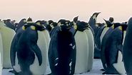 Dynasties: Rare all-black emperor penguin