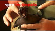 Roasted bat meat as superfood in Indonesia | vpro Metropolis