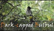 Dark-capped Bulbul (Pycnonotus tricolor) Bird Call Video | Kruger Birding | Stories Of The Kruger