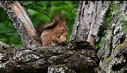 Eurasian red squirrel | AartPhotography - Pictures by nature