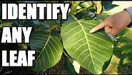 How to Identify Different Leaves Using: Structure, Types, and Shapes