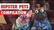 Hipster Pets Video Compilation 2017