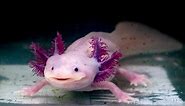 14 Pink Animals That Wow and Woo
