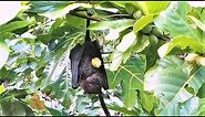 Fruit Bats of American Samoa