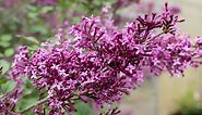 Lilac Growing Guide - How to Care for Lilac Bushes - Garden Design