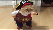 funny CATS in COSTUMEs compilation - Funny fails videos 2019