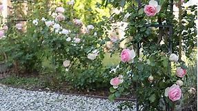 5 Best Cottage Garden Roses to Grow in Your Yard
