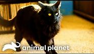 Jackson Galaxy Uses a Crazy Trick to Stop a Cat From Peeing in the House! | My Cat From Hell