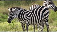 Are Zebras Black or White?