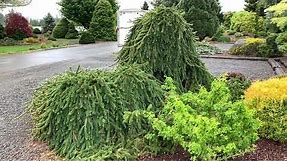 Picea abies 'Pendula' Weeping Norway Spruce. April 23, 2020