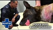 Vet Finds TERRIFYING WOUND on Police Dog! | Bondi Vet
