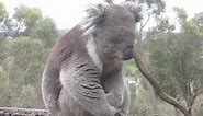 Sad Koala - Forever Alone