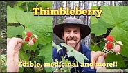 Thimbleberry - Identification and Description