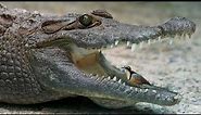 Plover Bird Crocodile | Plover Bird Clean Crocodile Teeth