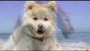 Look! What cute funny dogs! The best video screensaver about dogs.