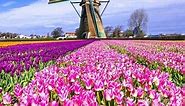 Private Windmills and Tulips tour, Zaanse Schans and Keukenhof