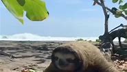 Amazing | I Love Sloths