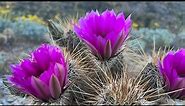 AZ Plant Reviews: Hedgehog Cactus (Echinocereus engelmannii)