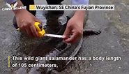 Stranding wild giant salamander over 1 meter long was found in Fujian Province