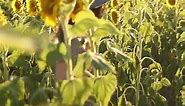 Amazing Sunflower Fields In Australia