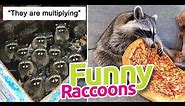 #3 FUNNY RACCOON MEMES COMPILATION of October 2022