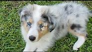 Collie Rough - English Shepherd Cross Puppies (Farm Collies) 7 Weeks