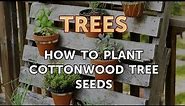 How to Plant Cottonwood Tree Seeds