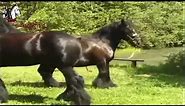Big Black American Clydesdale Horse Breed Breeding at Equine Breeder Stable