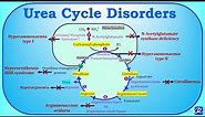 6: Urea cycle disorders(UCD) | Amino acid metabolism| Biochemistry | N'JOY Biochemistry