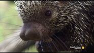​Can a Porcupine Shoot Its Quills?