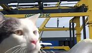 POV: You are forklift operator in CGH Poland #catmeme #forklift | CGH Group