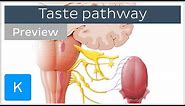 Taste pathway: steps and diagram (preview) - Human Neuroanatomy | Kenhub